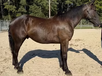 Caballo, Caballos — foto 1