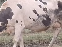 بقرة, Russian Black pied cattle — الصورة 2