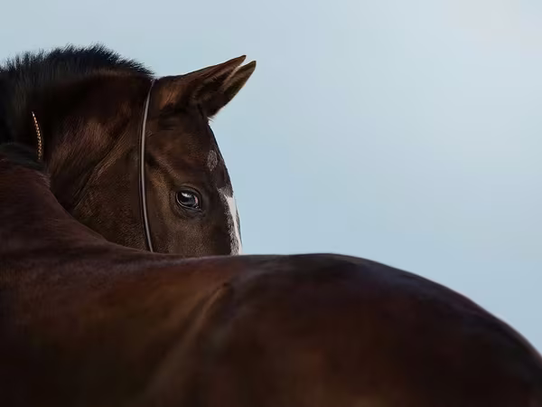 母马, Akhal-Teke
