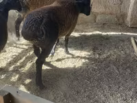 Ram, Rhon sheep — photo 6