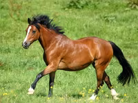 فرس, Horse breed — الصورة 4