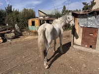 Horse (M), Horses — photo 5