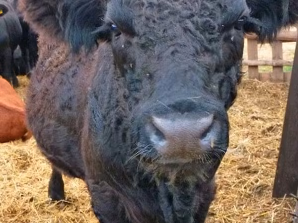 公牛, Galloway cow