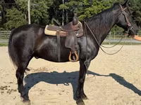 Caballo, Morgan — foto 4