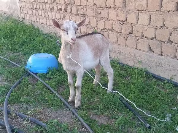 Ziegenbock, Alpine goat