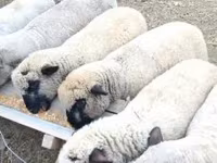 Carnero, Shroshire sheep — foto 1