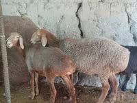Oveja, Afghan Arabi sheep — foto 2