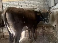 Vaca, Ganado vacuno — foto 2