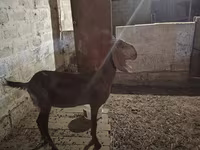 عنزة, Beetal goats — الصورة 4
