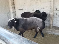 Widder, Edilbay sheep — Foto 2