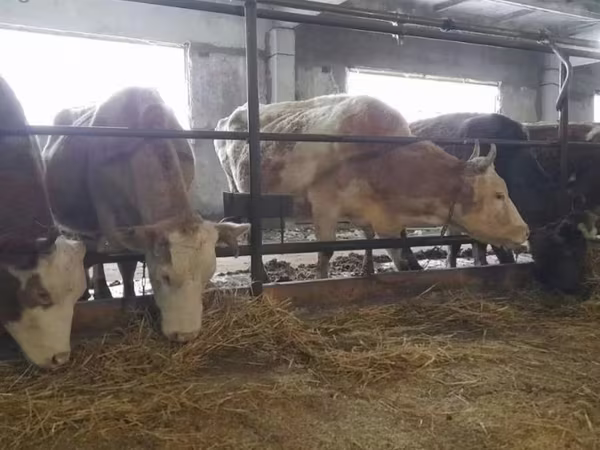 Cow, Swiss cattle