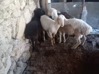 Widder, Rhon sheep — Foto 1