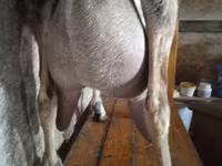 Ziege, Beetal goats — Foto 4