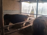 ثور, Simmental cattle — الصورة 7