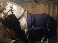 Hengst, Anglo-Arabian — Foto 2