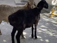 Ram, Sheep — photo 2