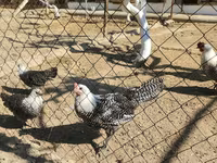 Silverudd Blue — photo 2