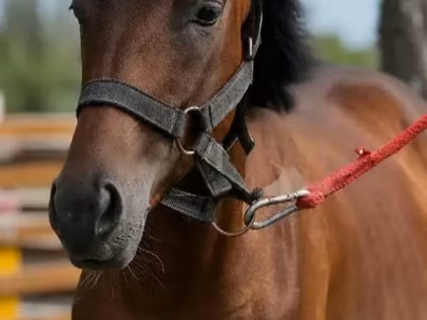 Horse (M), Anglo-Arabian