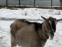 Goat, Alpine goat — photo 2