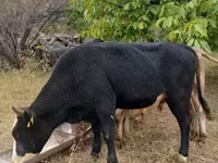 Toro, Ganado vacuno — foto 3