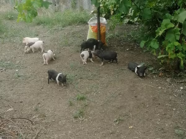 Sow, Вьетнамская вислобрюхая
