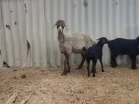 نعجة, Arashan sheep — الصورة 2