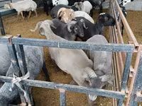 公羊, Sheep — 照片 3