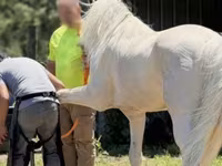 Hengst, Kentucky mountain daddle horse — Foto 5