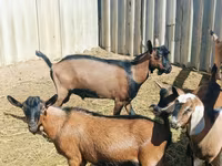 Ziegenbock, Nubian Goat — Foto 4