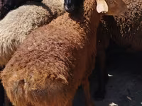 كبش, الأغنام — الصورة 1