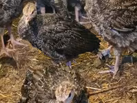 Turkeys — الصورة 3