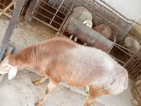 Ram, Arashan sheep — photo 4