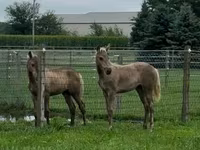 حصان, Rocky Mountain Horse — الصورة 2