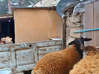 Ram, Blackheaded Persian sheep — photo 8