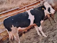 Bulle, Simmental cattle — Foto 4