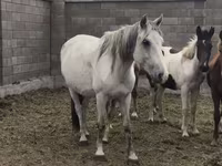 فرس, Mugalzhar horse — الصورة 5