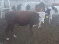 Bull, Simmental cattle — photo 6