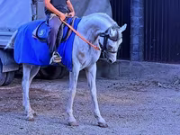 Caballo, Arabian horse — foto 1