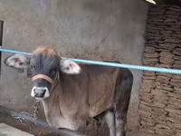 Bull, Brahman — photo 1