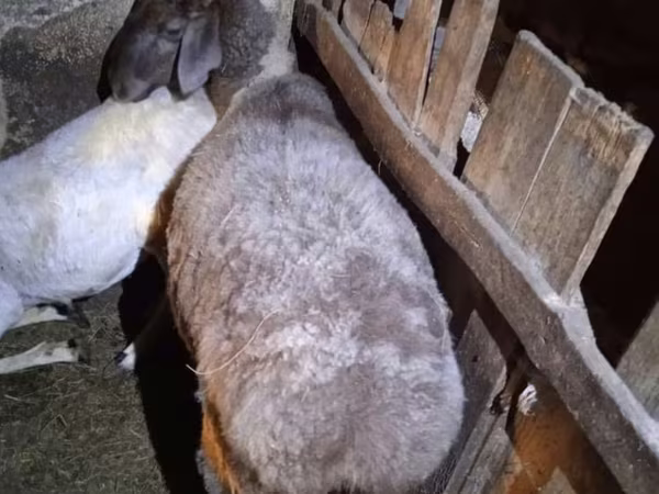 Schaf, Adal sheep
