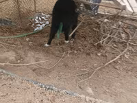 عنزة, الماعز — الصورة 5