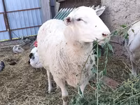 كبش, Romanov sheep — الصورة 2