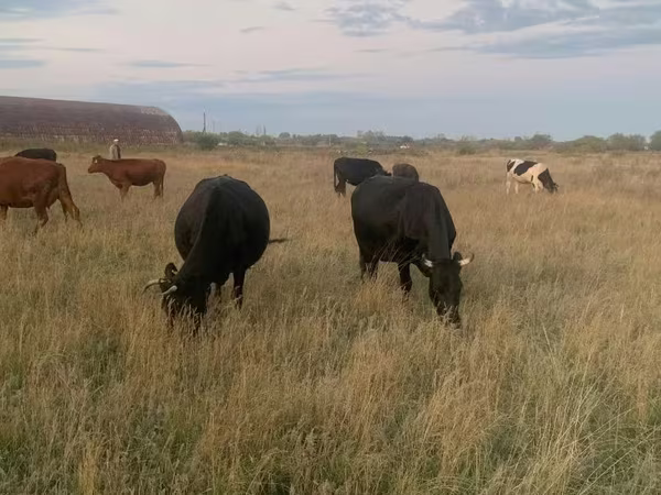 بقرة, Swiss cattle