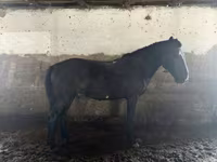 Caballo, Kazakh horse — foto 3