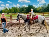 Stute, Quarter Horse — Foto 6
