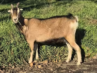 عنزة, Alpine goat — الصورة 7