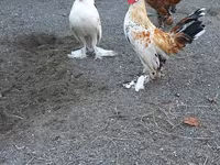 Japanese Bantam — photo 6
