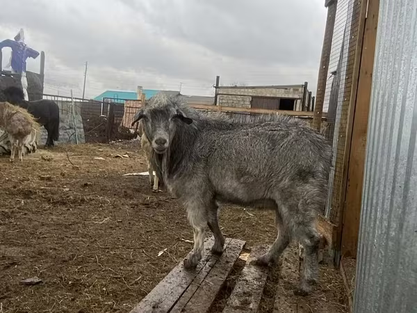बकरा, Alpine goat