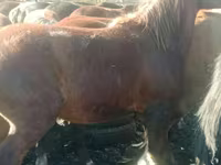 Caballo, Caballos — foto 3