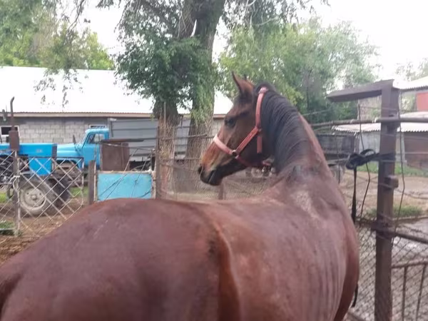 Hengst, Arabian horse